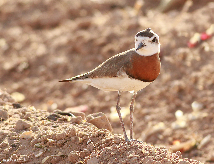 Caspian Plover Charadrius asiaticus Yotvata Arava valley,April 2013.Lior Kislev